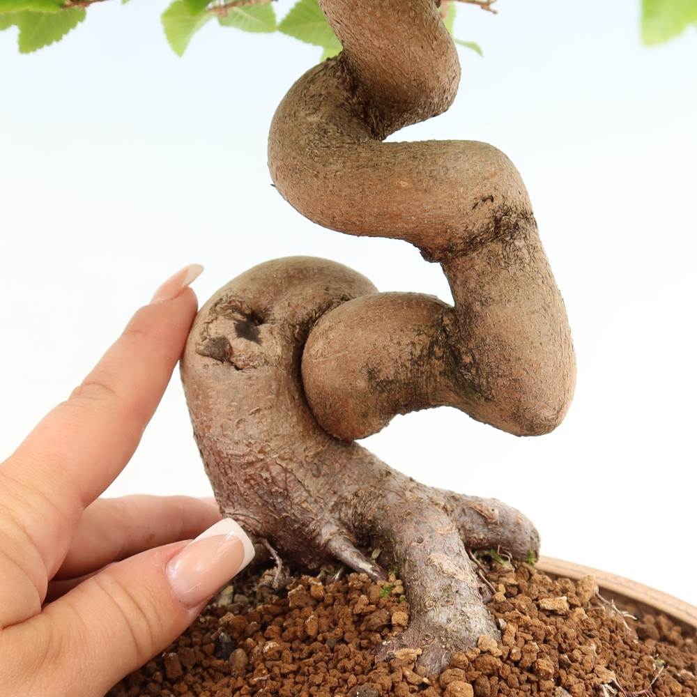 Venkovní bonsai -Carpinus coreana - Habr korejský