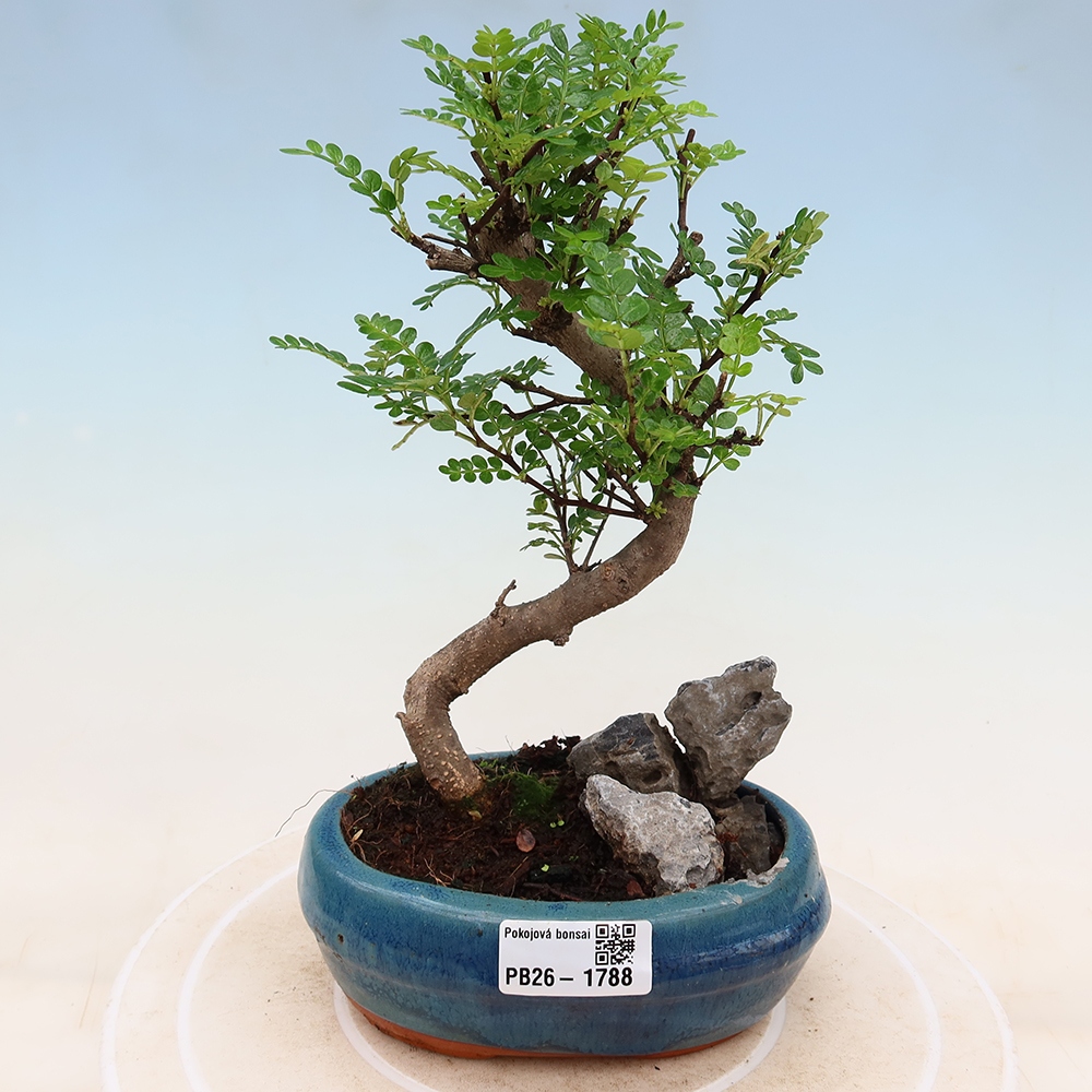 Pokojová bonsai - Zantoxylum piperitum - Pepřovník
