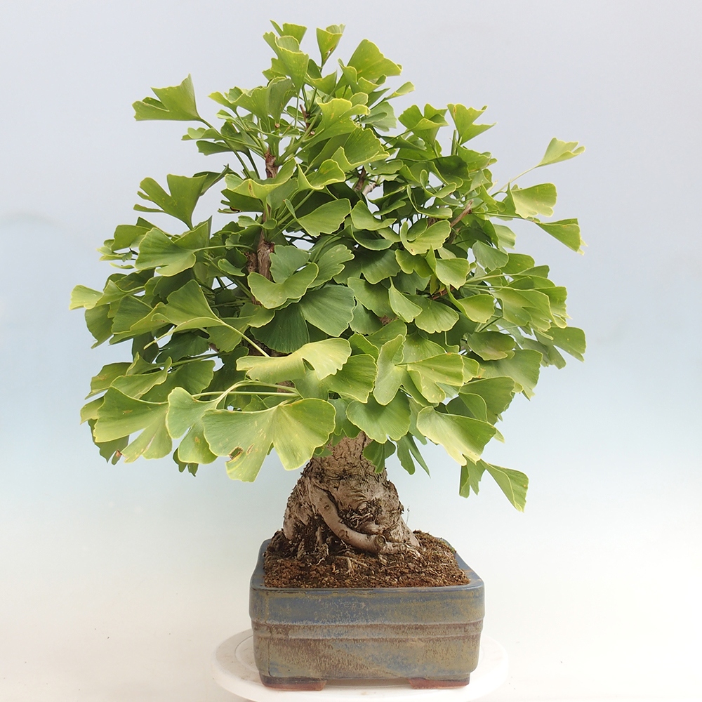 Venkovní bonsai - Jinan dvoulaločný - Ginkgo biloba