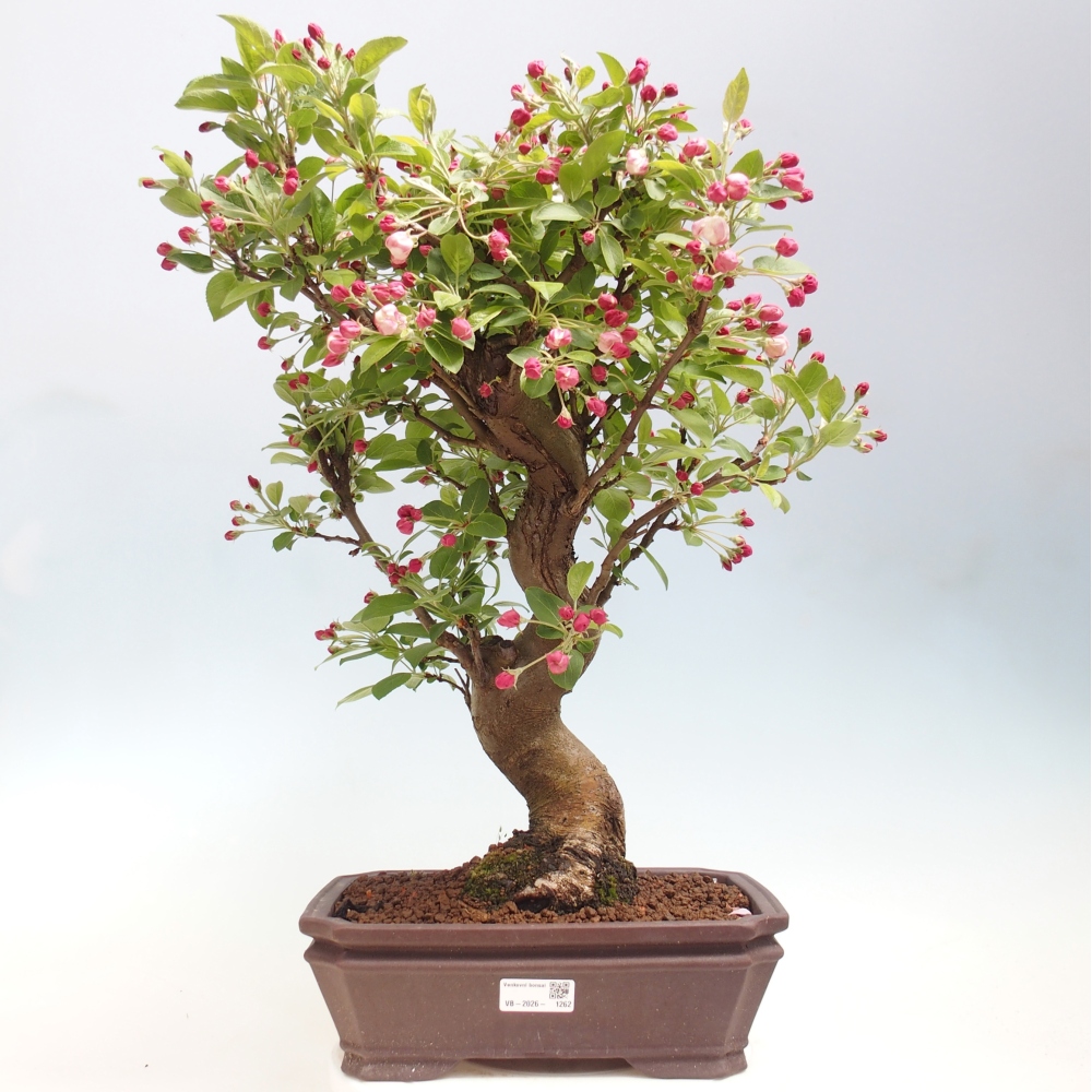 Venkovní bonsai -Malus halliana - Maloplodá jabloň