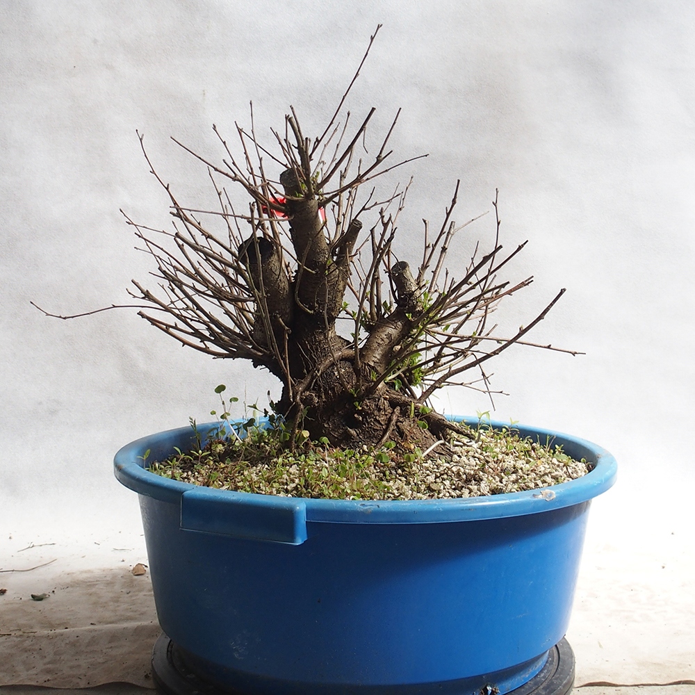 Venkovní bonsai -Mahalebka - Prunus mahaleb