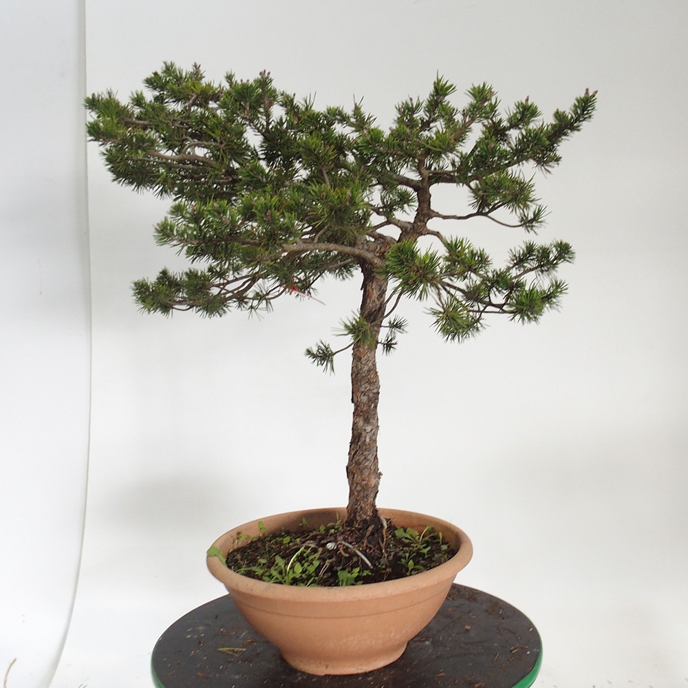 Yamadori - Pinus sylvestris Španělsko