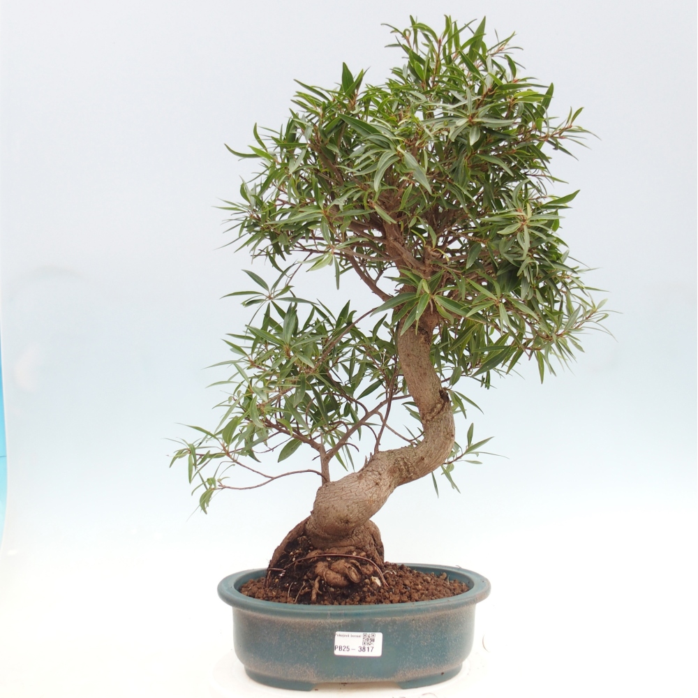 Pokojová bonsai - Ficus nerifolia -  malolistý fíkus