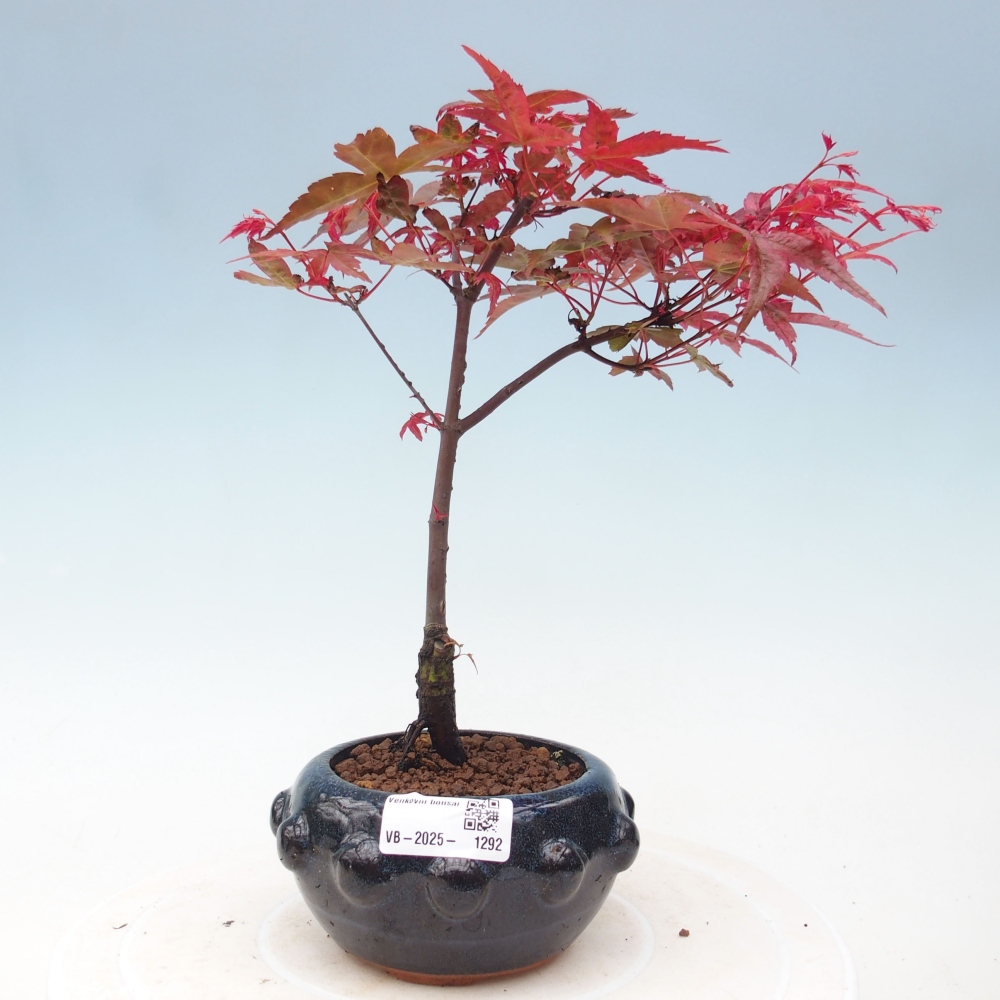 Venkovní bonsai - Javor dlanitolistý - Acer palmatum DESHOJO