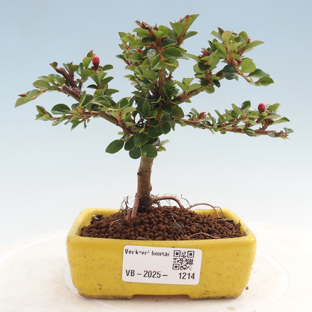 Venkovní bonsai - Cotoneaster horizontalis - Skalník