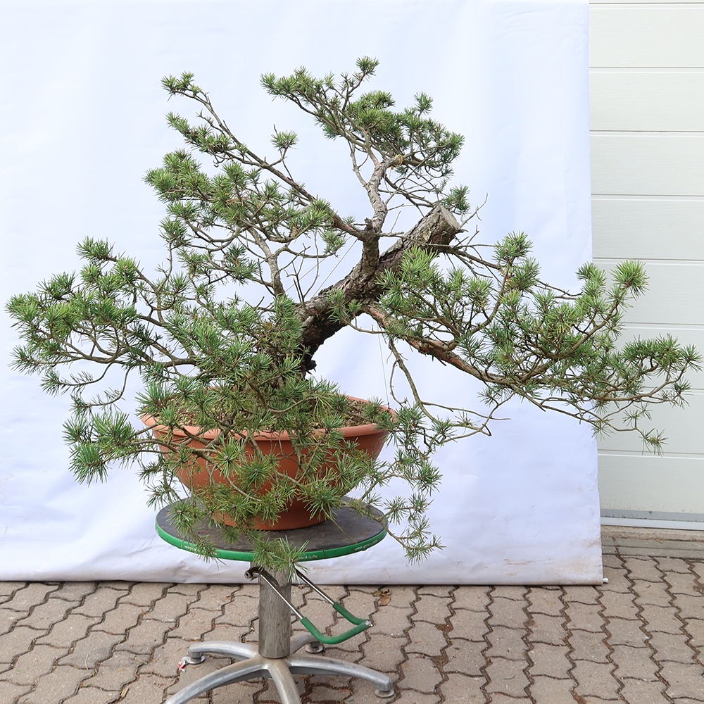 Pinus sylvestris Španělsko - borovice lesní