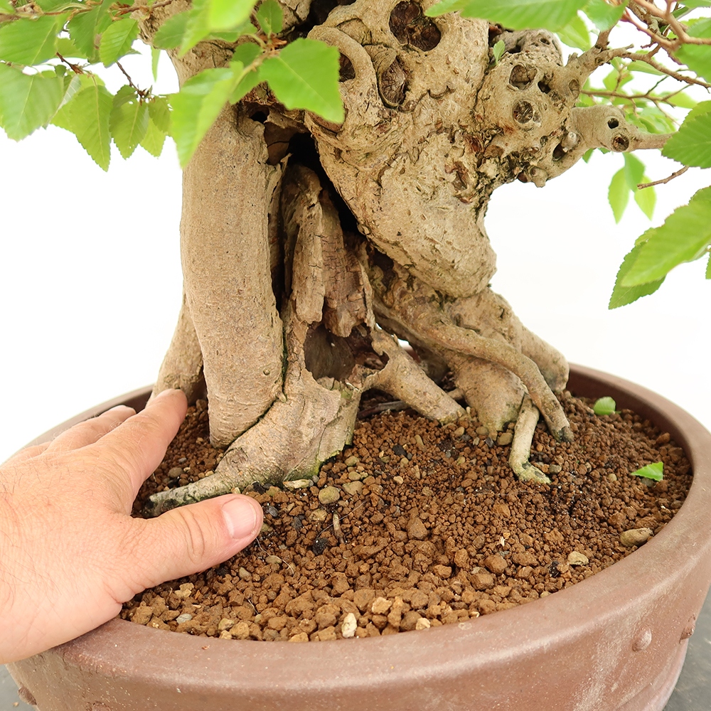 Venkovní bonsai -Carpinus Coreana - Habr korejský