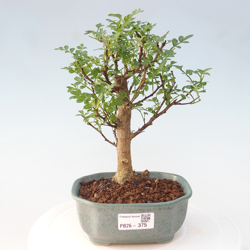 Pokojová bonsai - Zantoxylum piperitum - Pepřovník