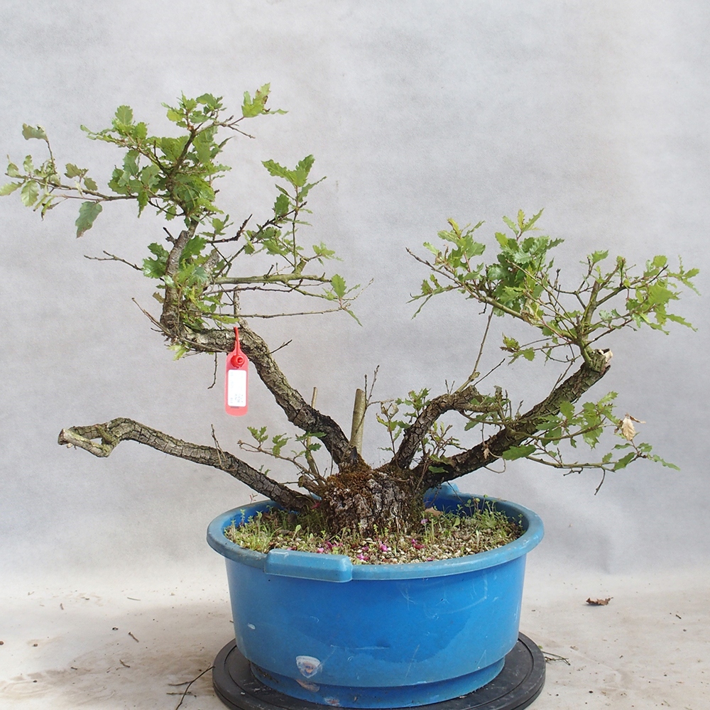 Venkovní bonsai Quercus Cerris - Dub Cer