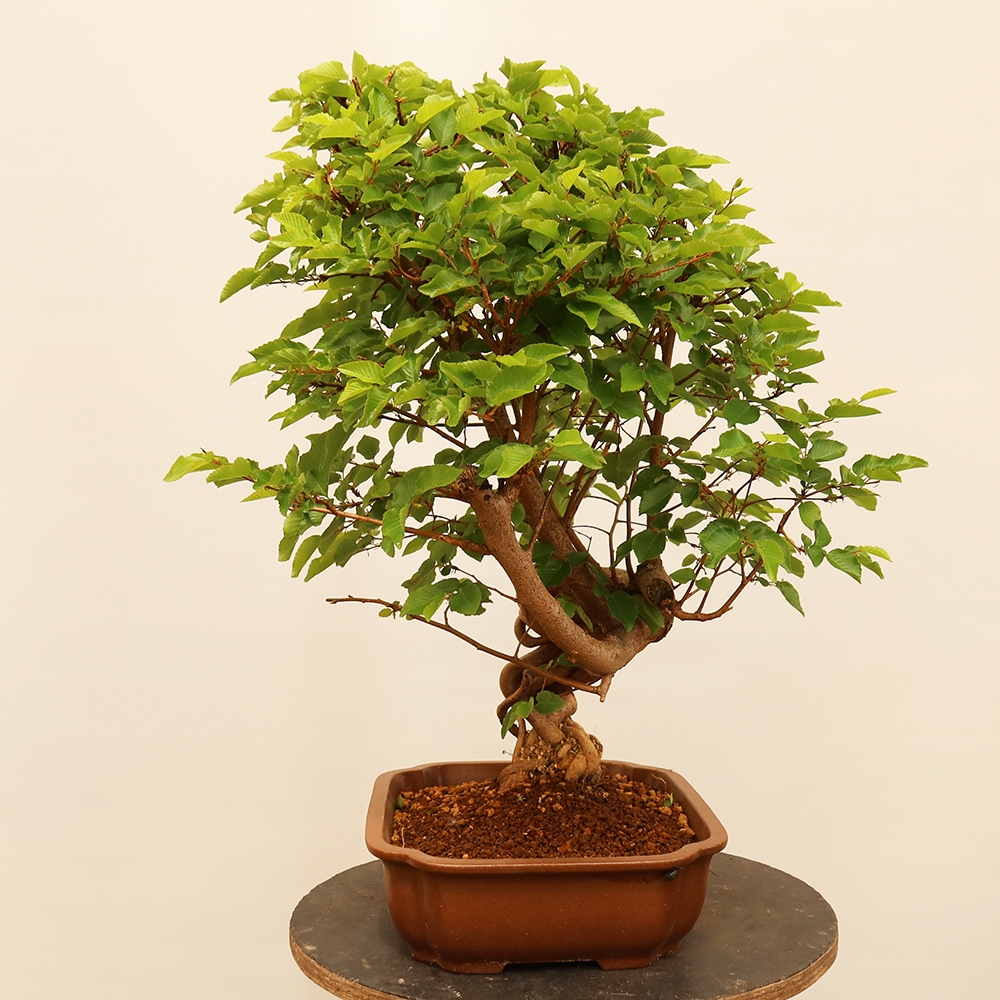Venkovní bonsai -Carpinus Coreana - Habr korejský