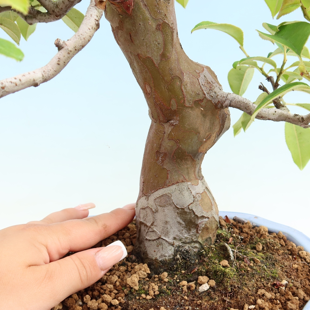 Venkovní  bonsai -  Pseudocydonia sinensis - Kdouloň čínská