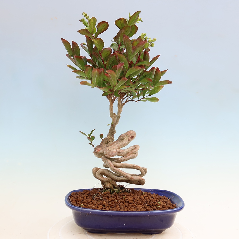 Pokojová bonsai - Lagerstroemia indica - indický šeřík