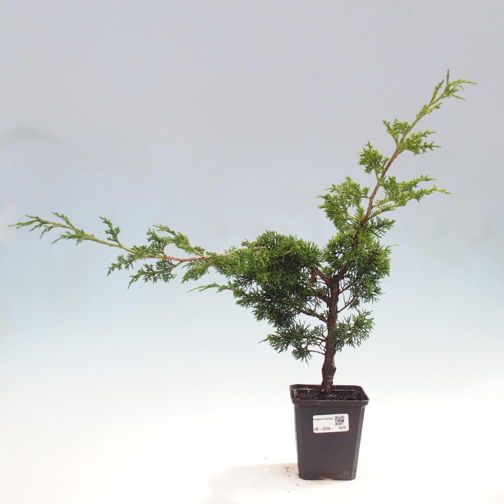 Venkovní bonsai - Juniperus chinensis Itoigawa -Jalovec čínský