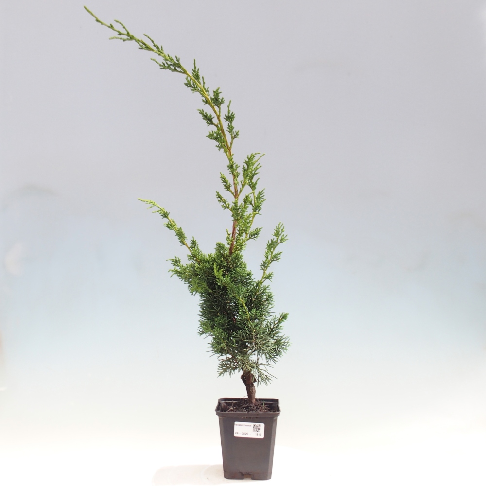Venkovní bonsai - Juniperus chinensis Kishu -Jalovec čínský