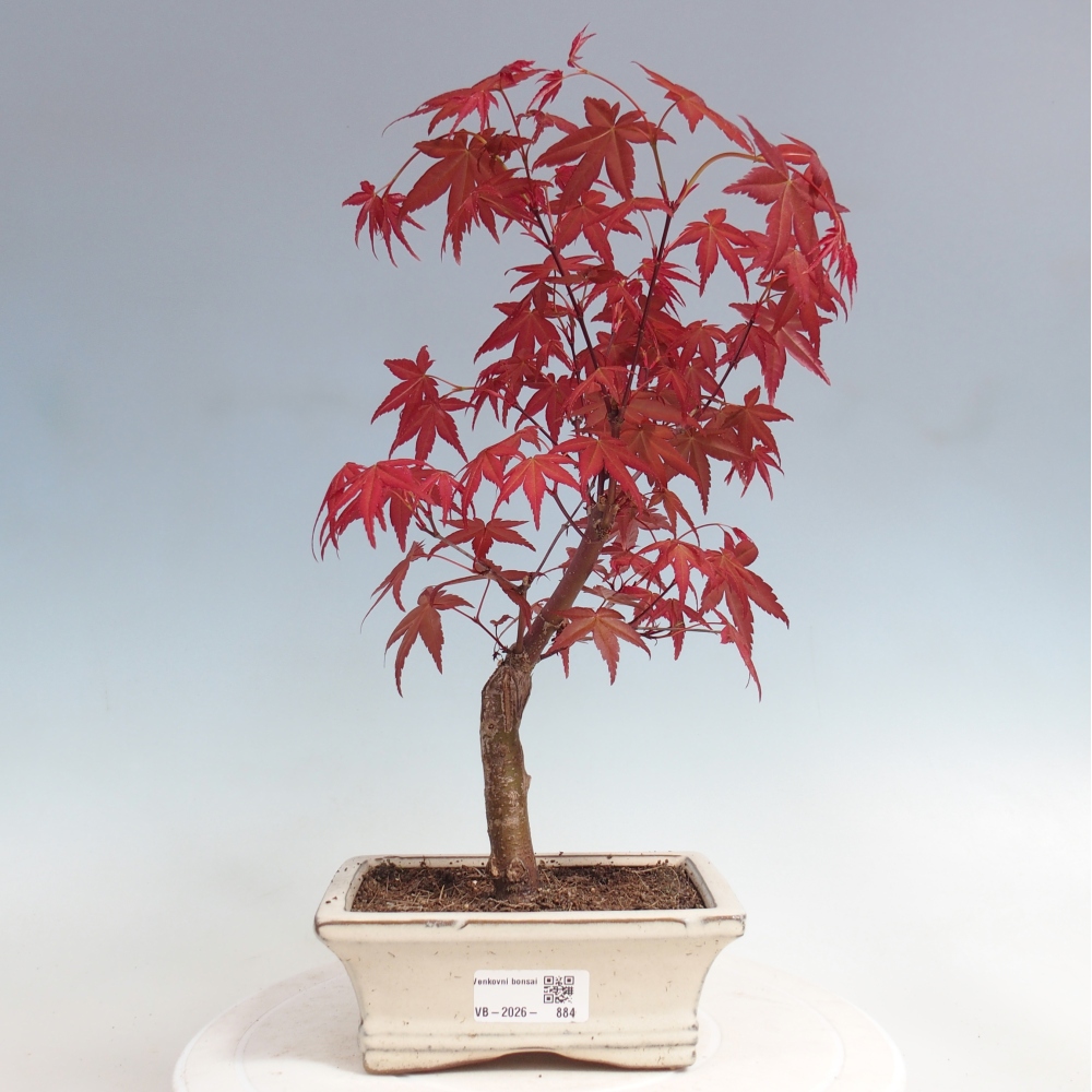 Venkovní bonsai - Javor dlanitolistý - Acer palmatum DESHOJO