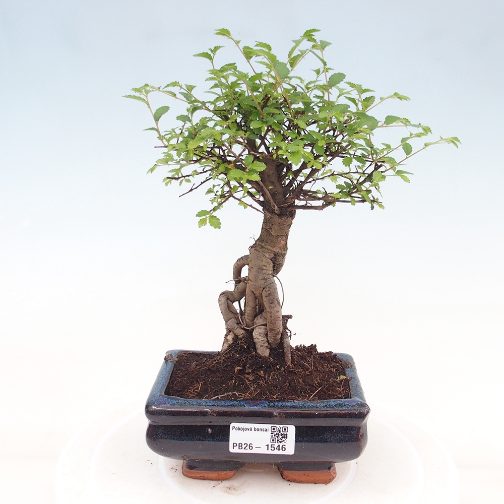 Pokojová bonsai - Ulmus parvifolia - Malolistý jilm