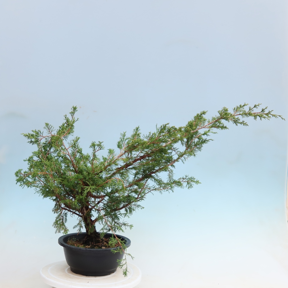 Venkovní bonsai - Juniperus chinensis Itoigawa - Jalovec čínský