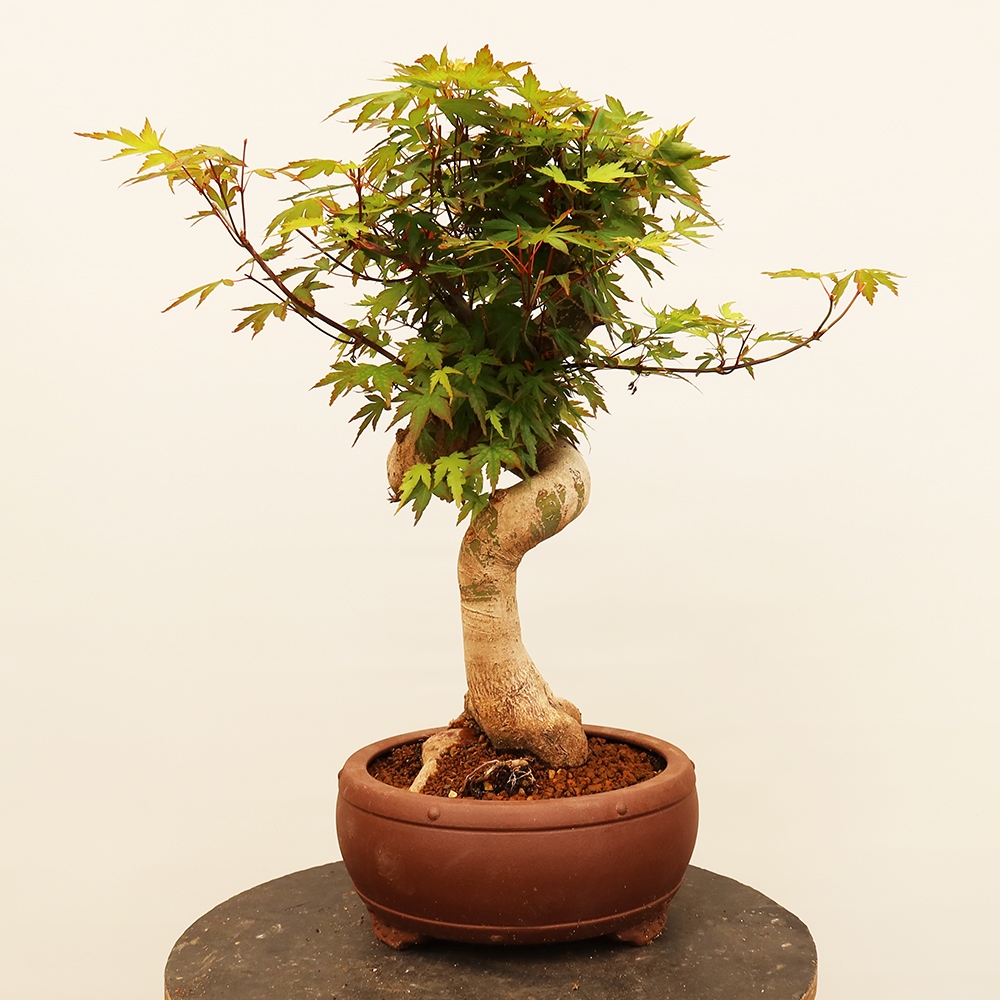 Venkovní bonsai - Javor palmatum  - Javor dlanitolistý