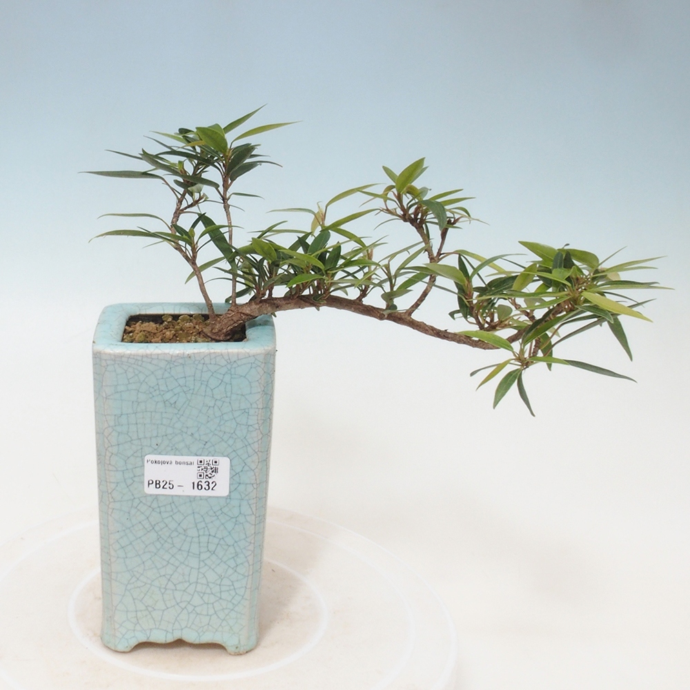 Pokojová bonsai - Ficus nerifolia -  malolistý fíkus