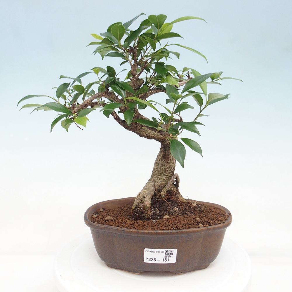 Pokojová bonsai - Ficus retusa -  malolistý fíkus