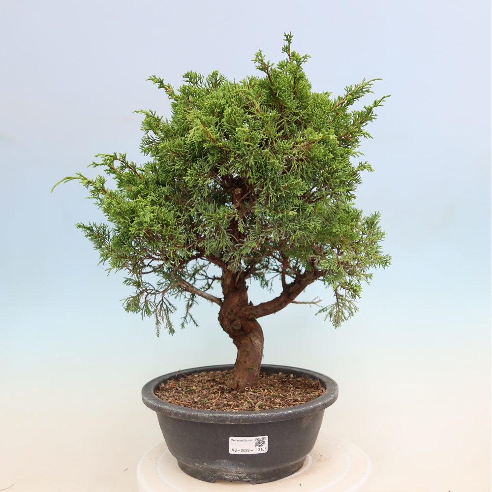Venkovní bonsai - Juniperus chinensis Itoigawa-Jalovec čínský