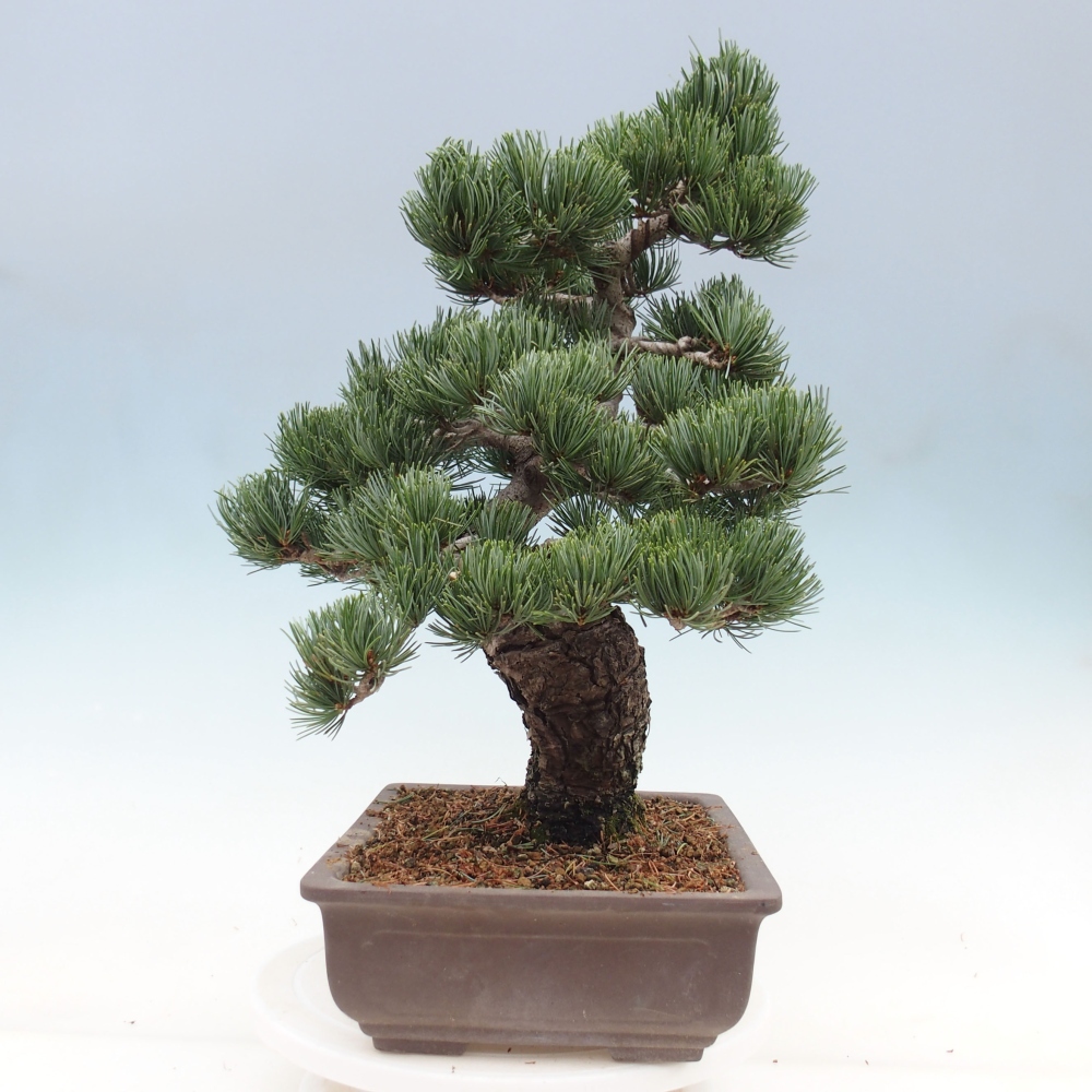 Venkovní bonsai - Pinus parviflora - Borovice drobnokvětá