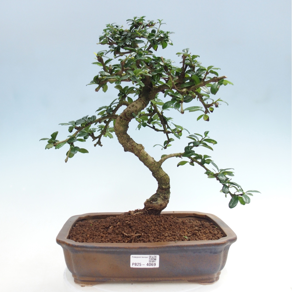 Pokojová bonsai - Carmona macrophylla - Čaj fuki