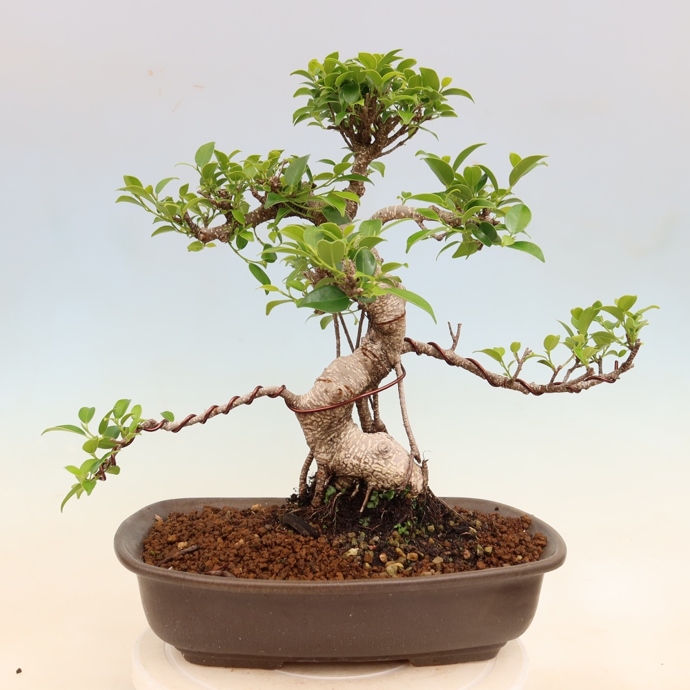 Pokojová bonsai - Ficus kimmen -  malolistý fíkus