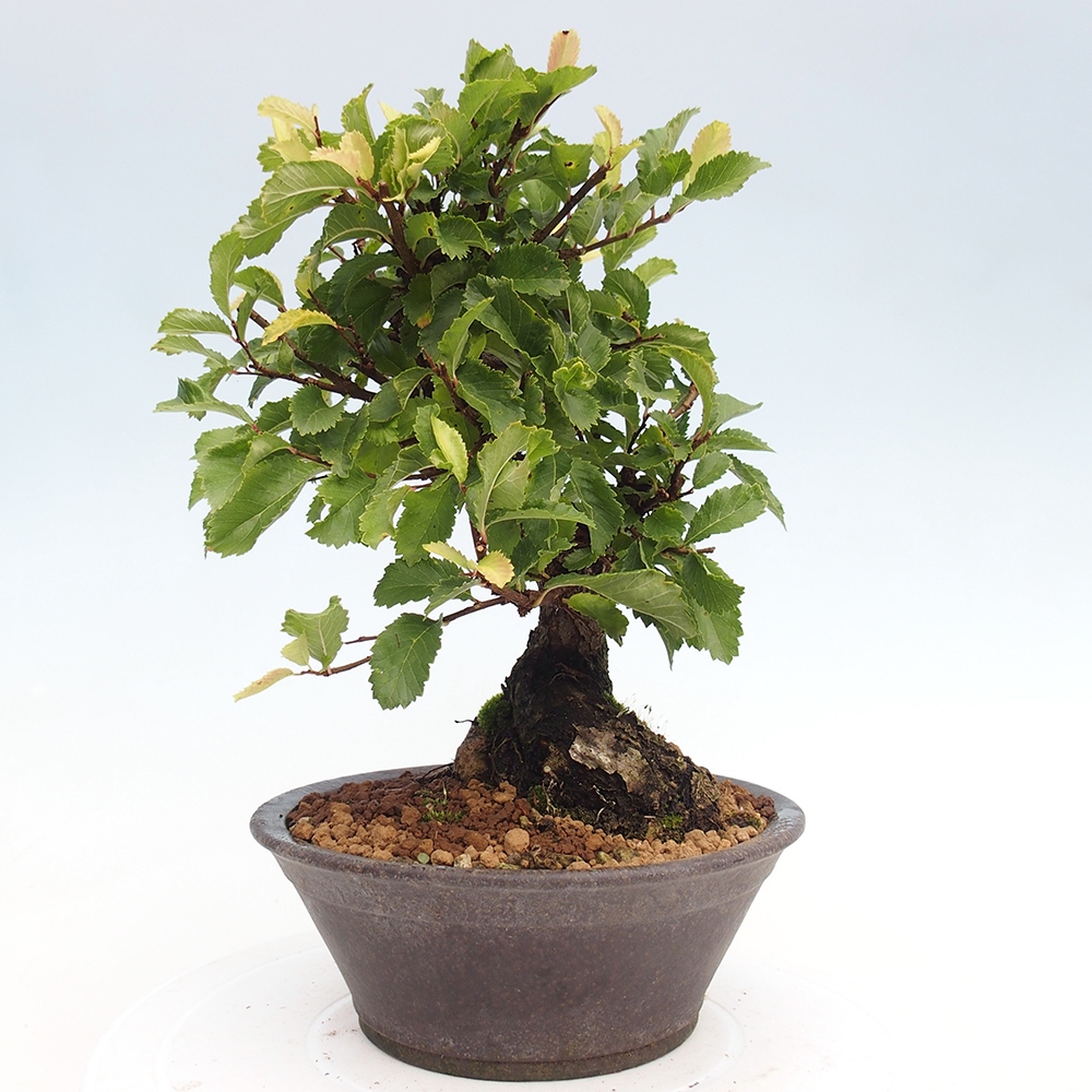 Venkovní bonsai - Zelkova - Zelkova NIRE