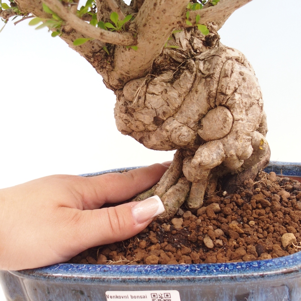Venkovní bonsai - Berberis coreana - Dřištál korejský