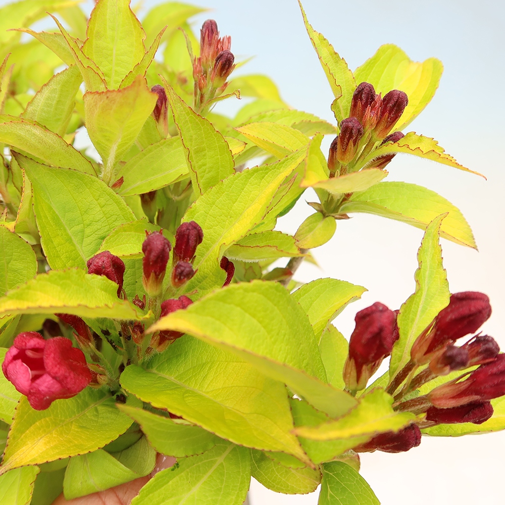 Venkovní bonsai - Weigela subsessilis - Vajgélie korejská