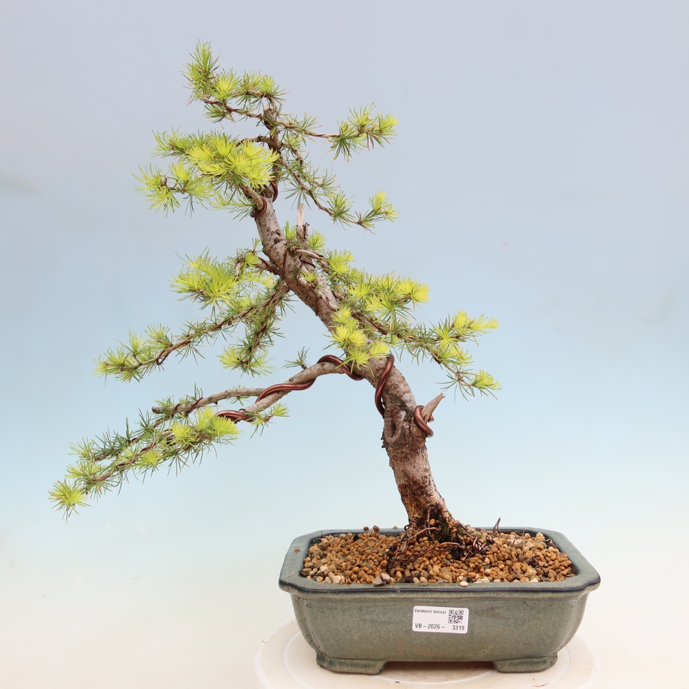 Venkovní bonsai -Larix decidua - Modřín opadavý 