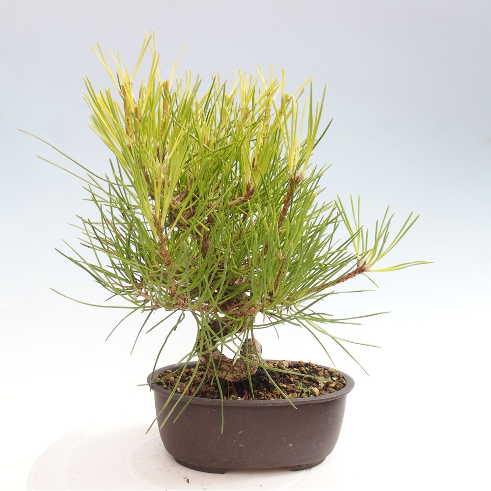 Venkovní bonsai - Pinus thunbergii - Borovice thunbergova