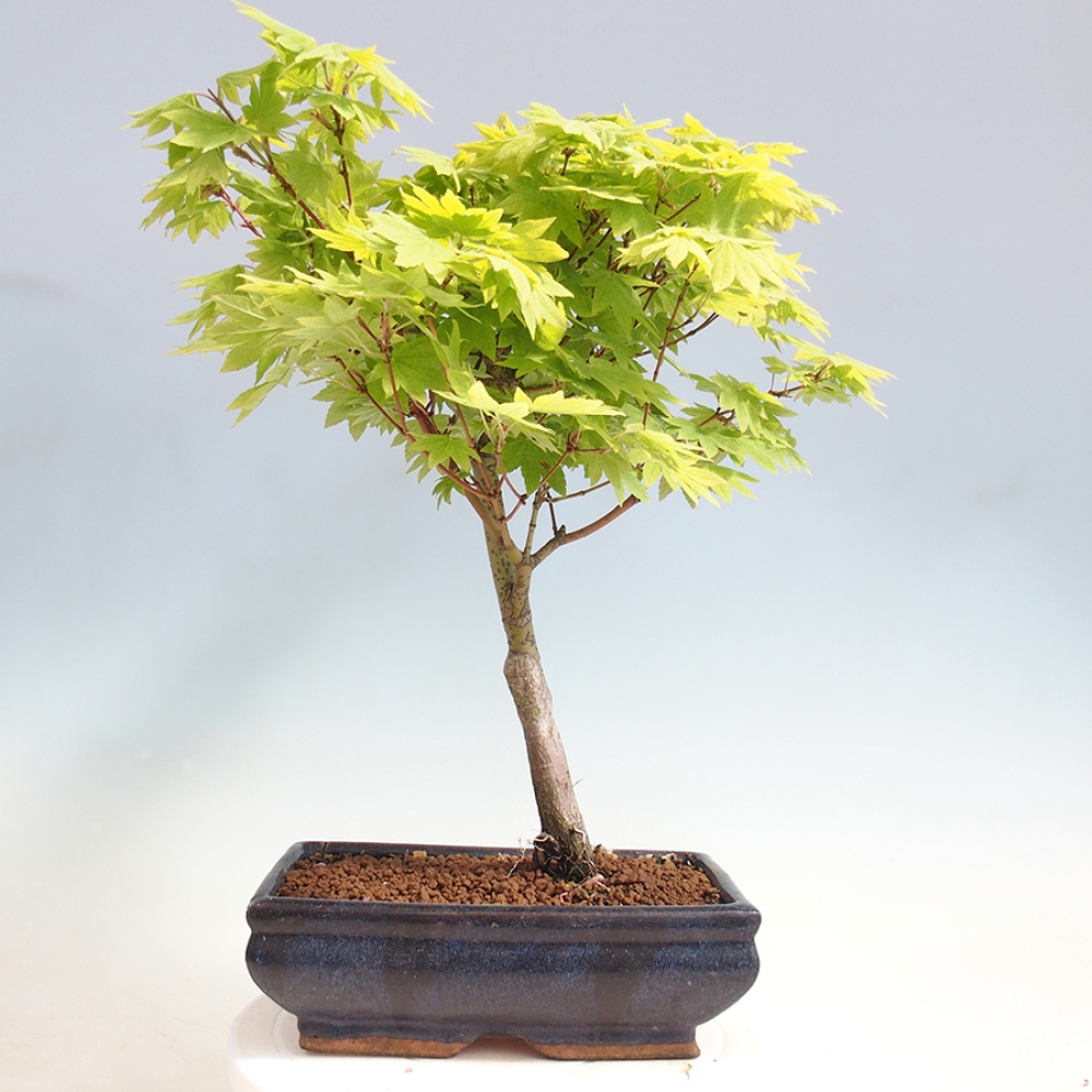 Venkovní bonsai - Javor palmatum katsura GISAN - Javor dlanitolistý