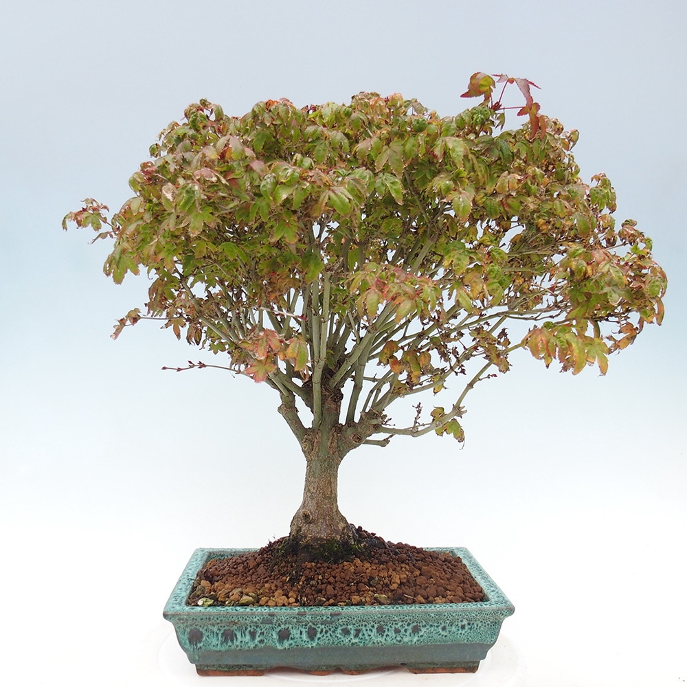 Acer palmatum KIOHIME - Javor dlanitolistý