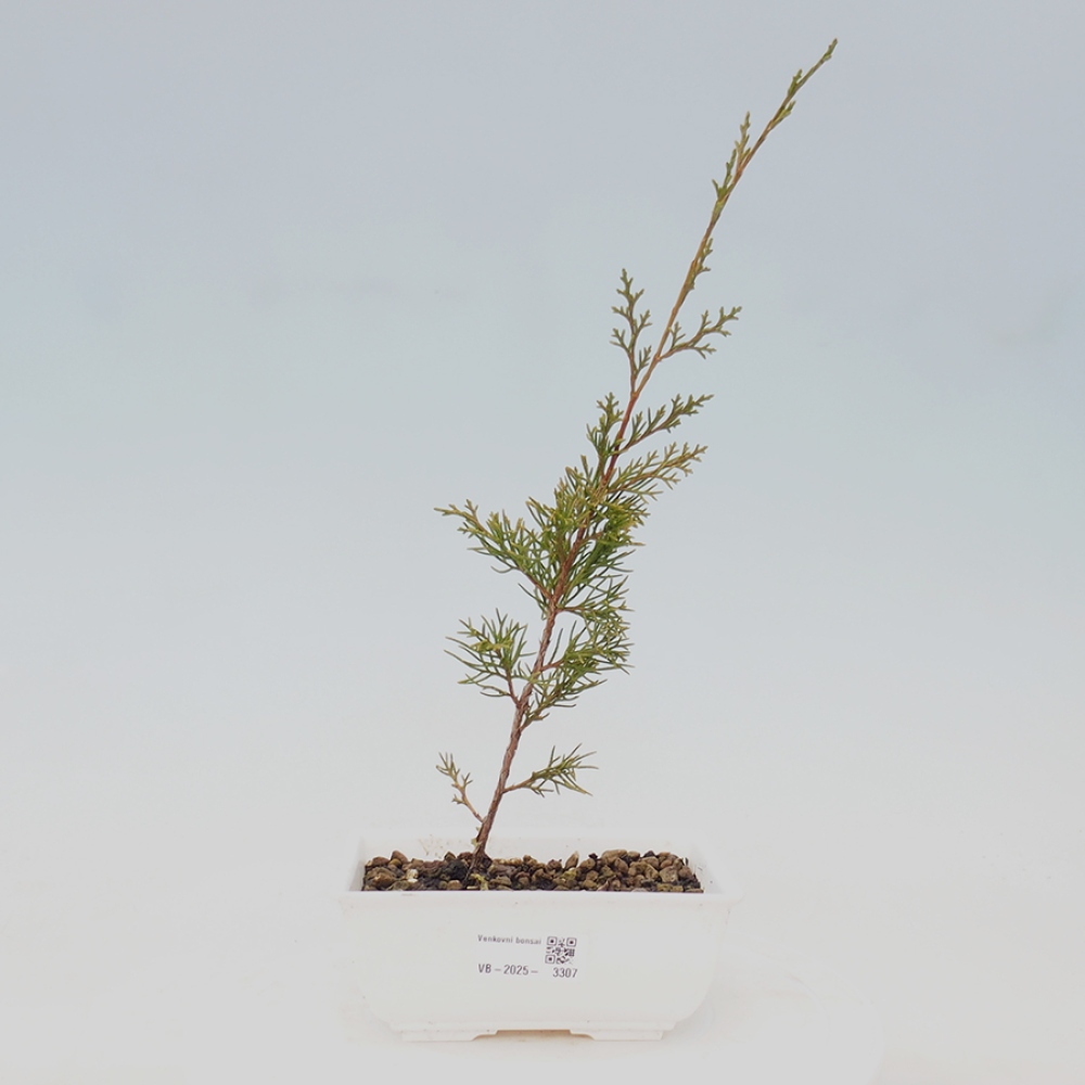 Venkovní bonsai - Juniperus chinensis Itoigawa -Jalovec čínský