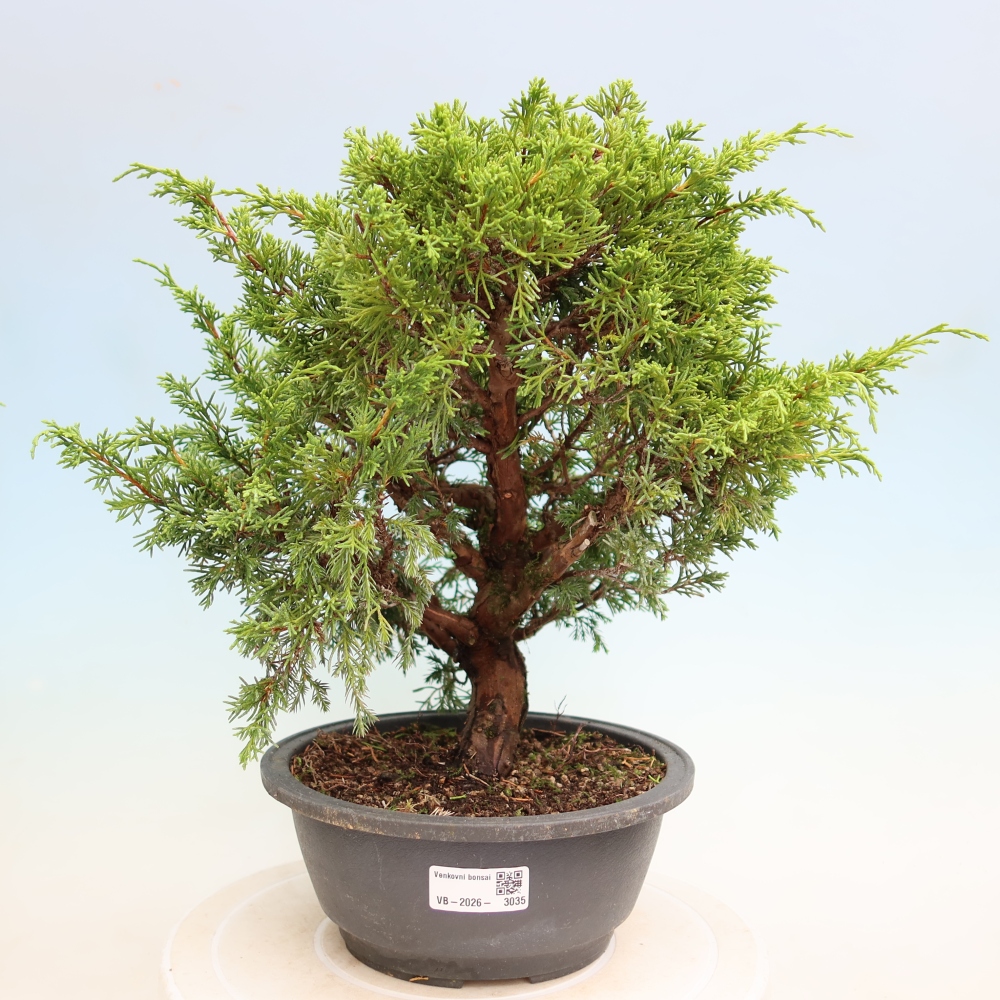 Venkovní bonsai - Juniperus chinensis Itoigawa-Jalovec čínský