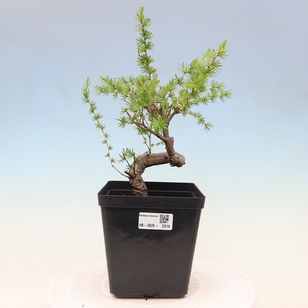 Venkovní bonsai -Larix decidua - Modřín opadavý 