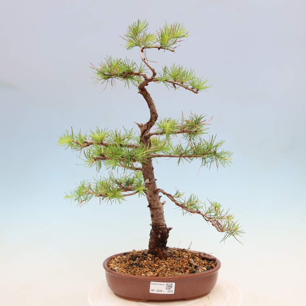 Venkovní bonsai -Larix decidua - Modřín opadavý 