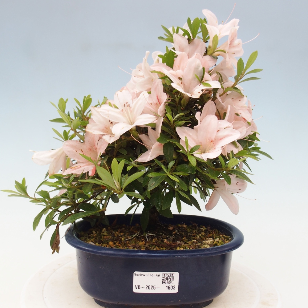 Venkovní bonsai - Japonská azalka - Azalea Nikko
