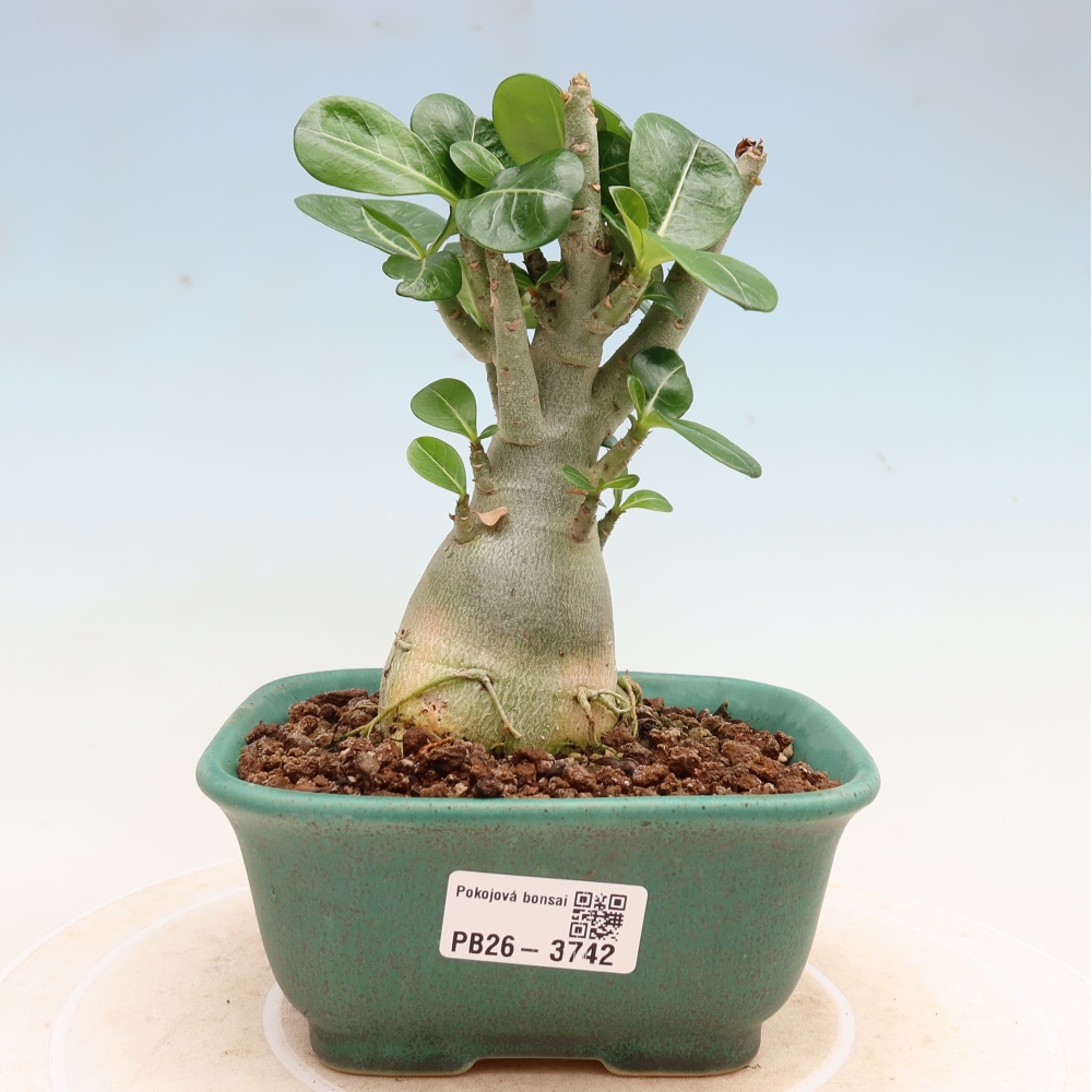 Pokojová bonsai - Adenium obesum Red Star - Pouštní růže