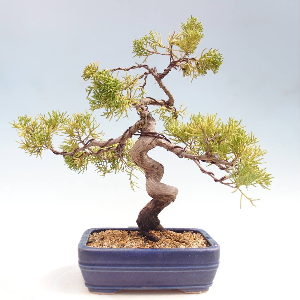 Venkovní bonsai - Juniperus chinensis Kishu -Jalovec čínský