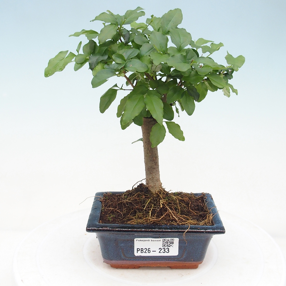 Pokojová bonsai -Ligustrum chinensis - Ptačí zob