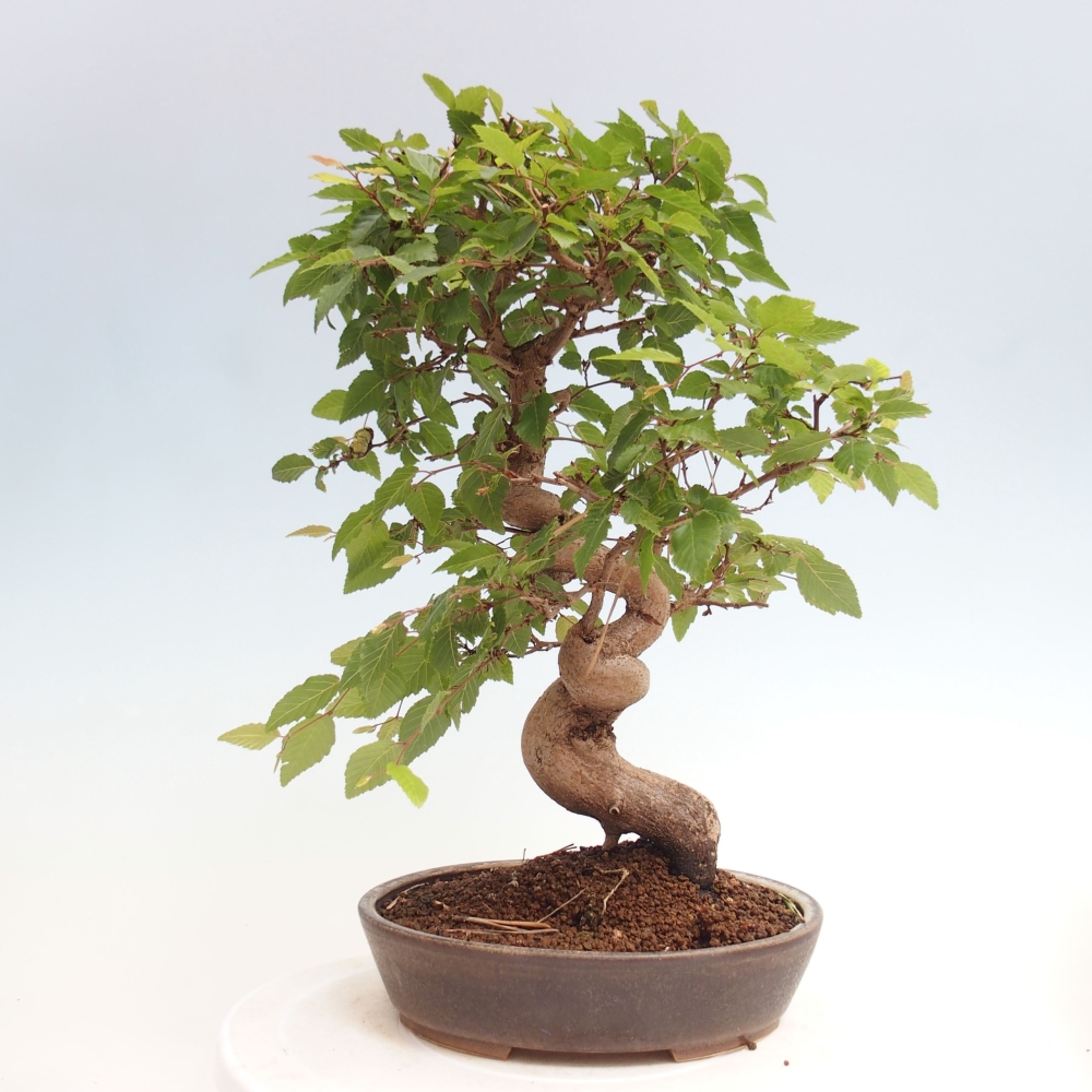 Venkovní bonsai -Carpinus CARPINOIDES - Habr korejský