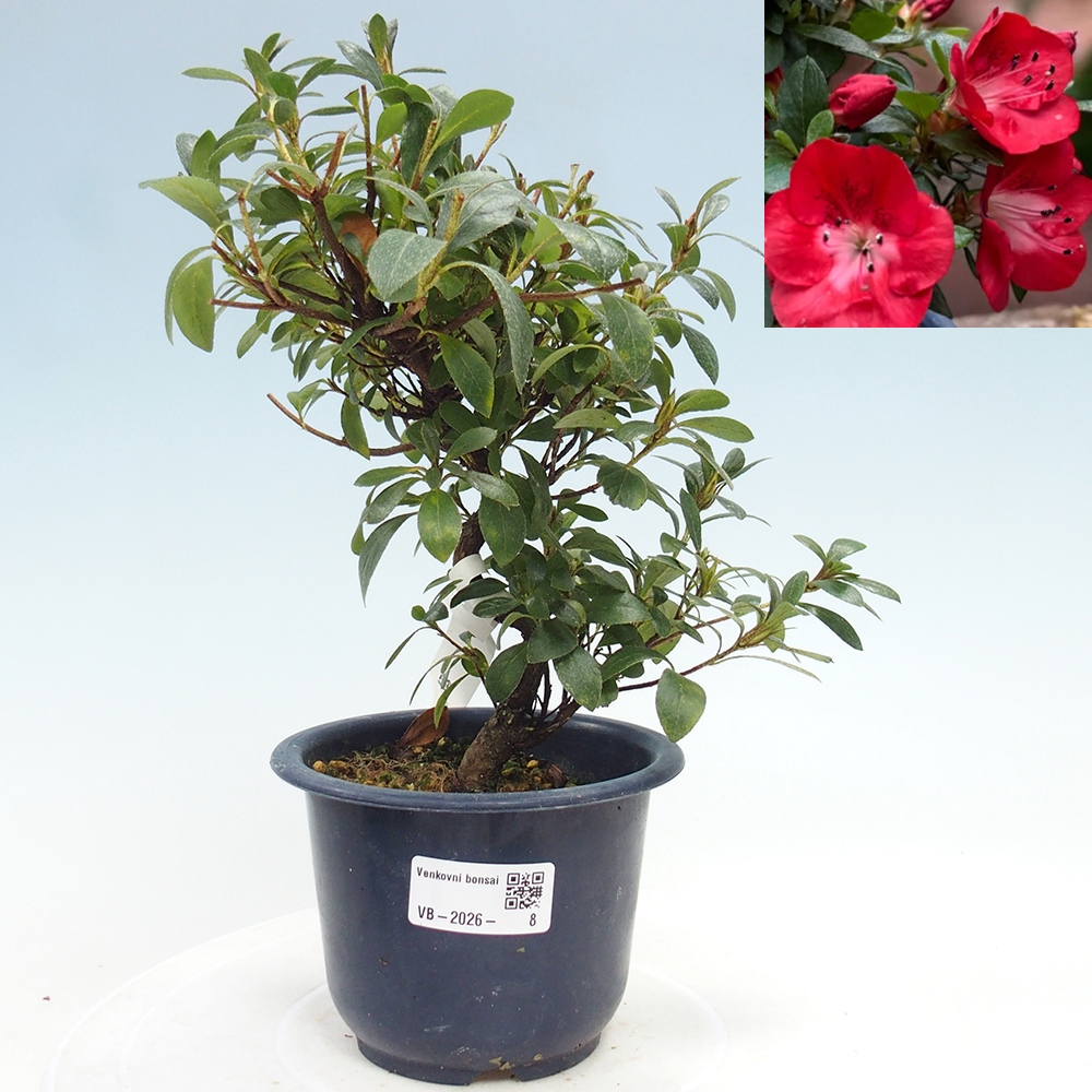 Venkovní bonsai - Japonská azalka - Azalea Benibeni