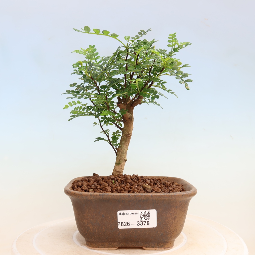 Pokojová bonsai - Zantoxylum piperitum - Pepřovník