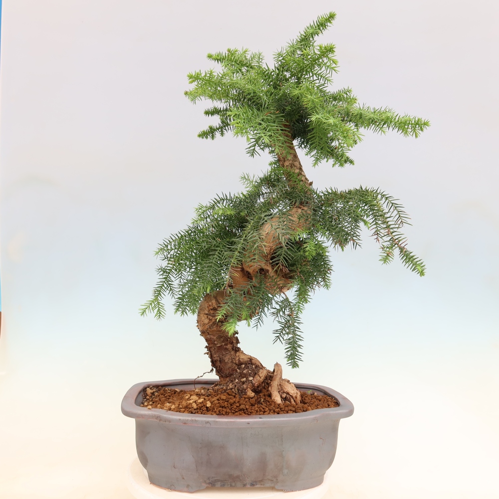 Pokojová bonsai - Araukarie - pokojový smrček