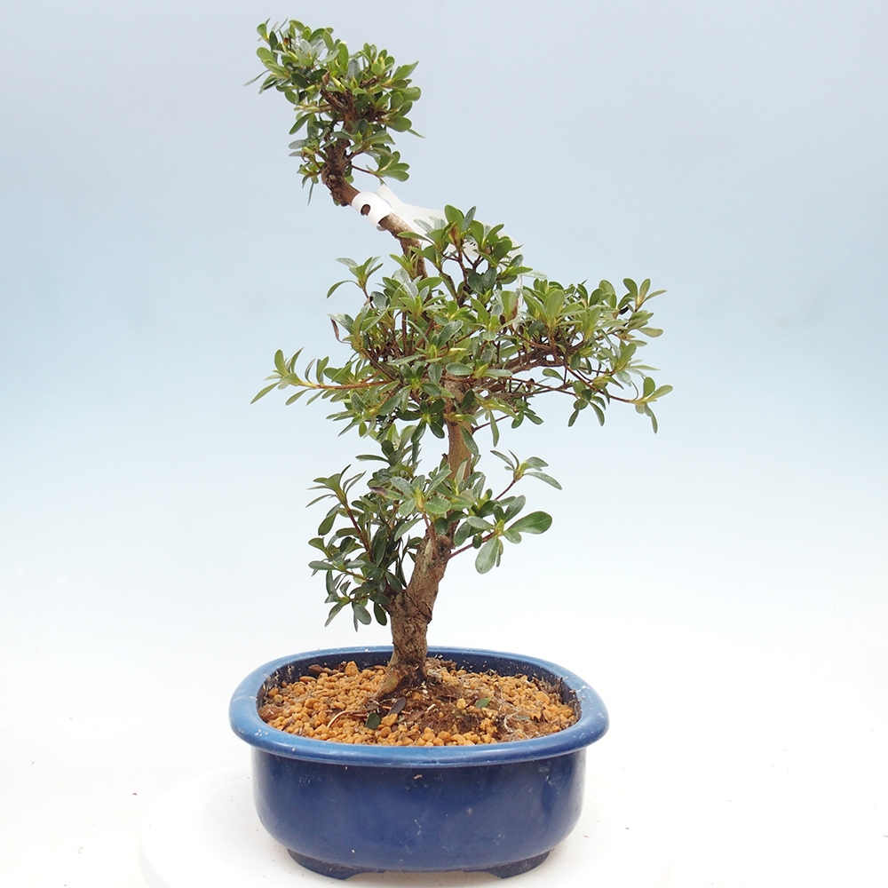 Venkovní bonsai - Japonská azalka - Azalea Asahi-no-izumi