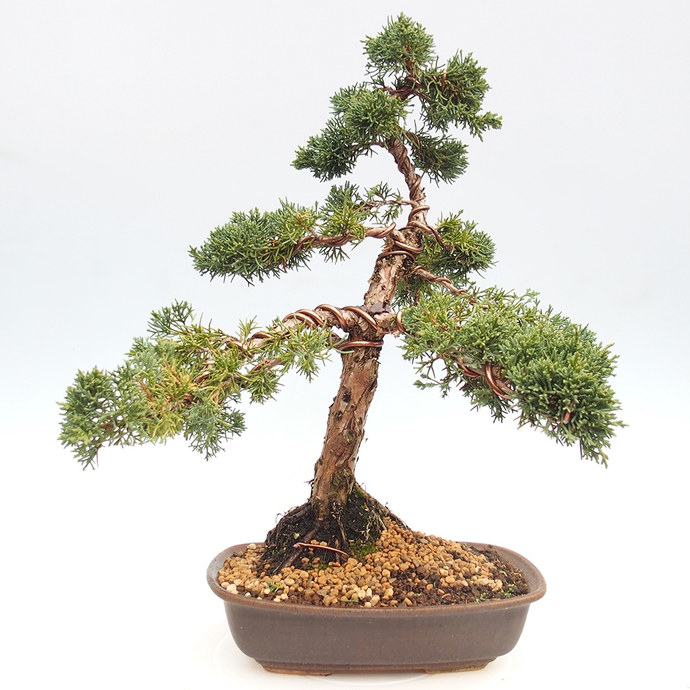 Venkovní bonsai - Juniperus chinensis Kishu -Jalovec čínský