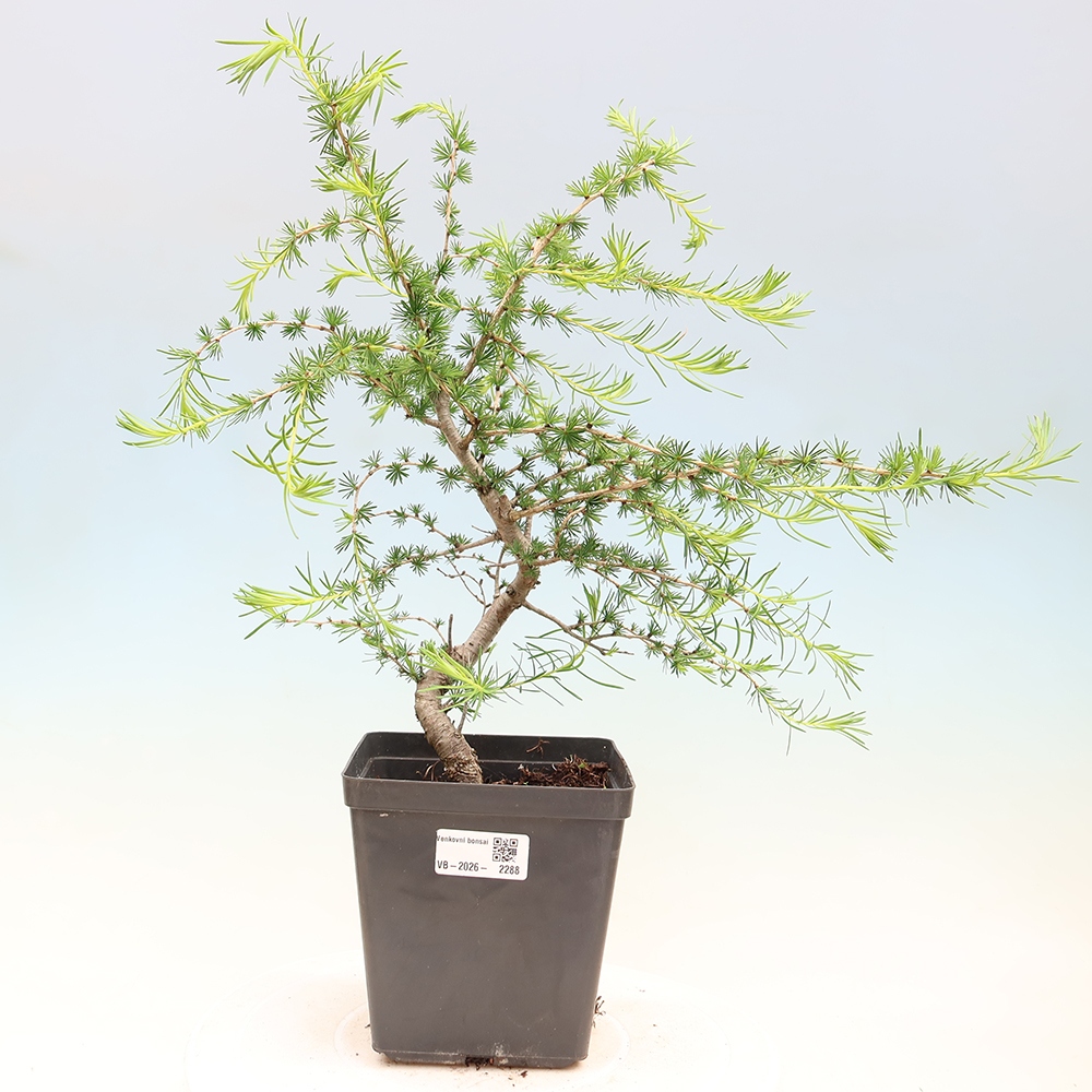 Venkovní bonsai -Larix decidua - Modřín opadavý 